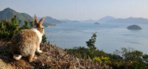 Rabbit Island, Pulau Penuh Kelinci Lucu di Jepang